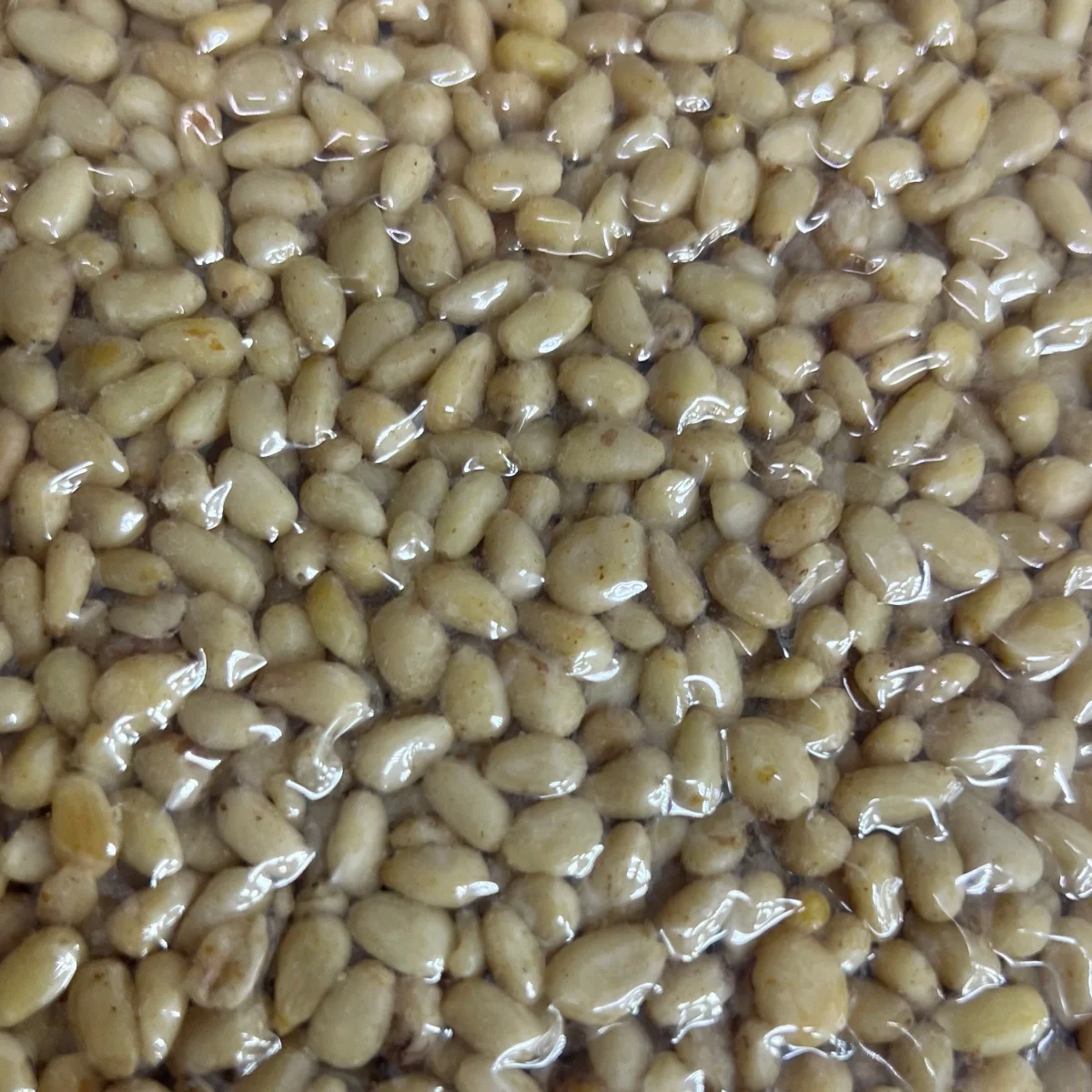 Орех кедровый