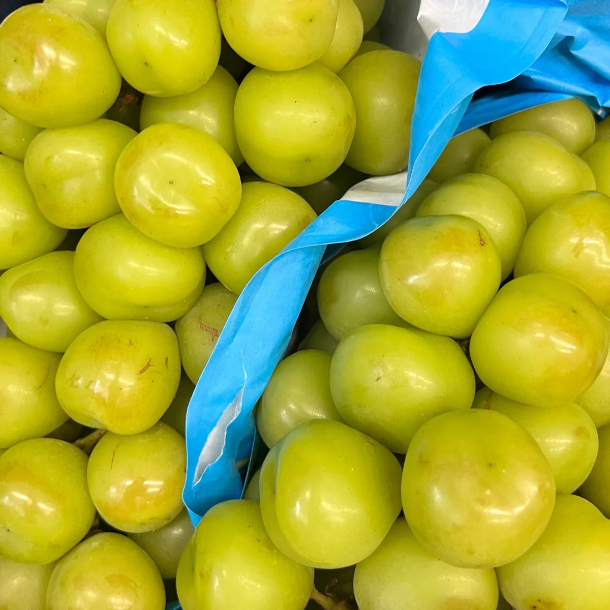 Виноград Мускат